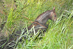 Prio 2 Dier te Water Paard Dykhuzen Gerkesklooster